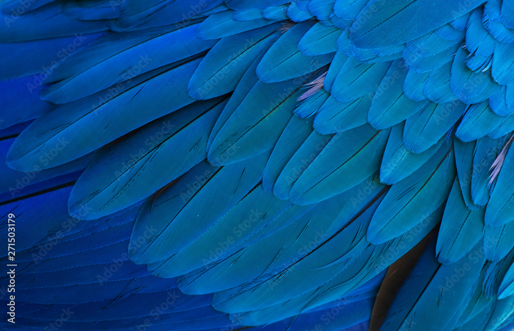 Fototapeta premium Ara ararauna. Plumaje