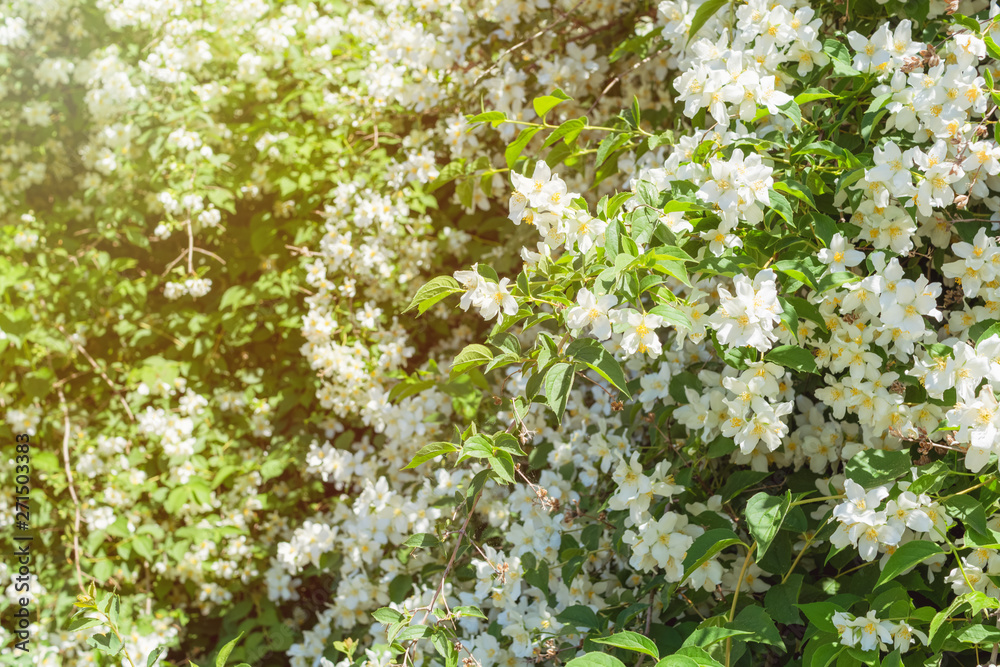 White Chubushnik bloom in spring White Chubushnik bloom in spring