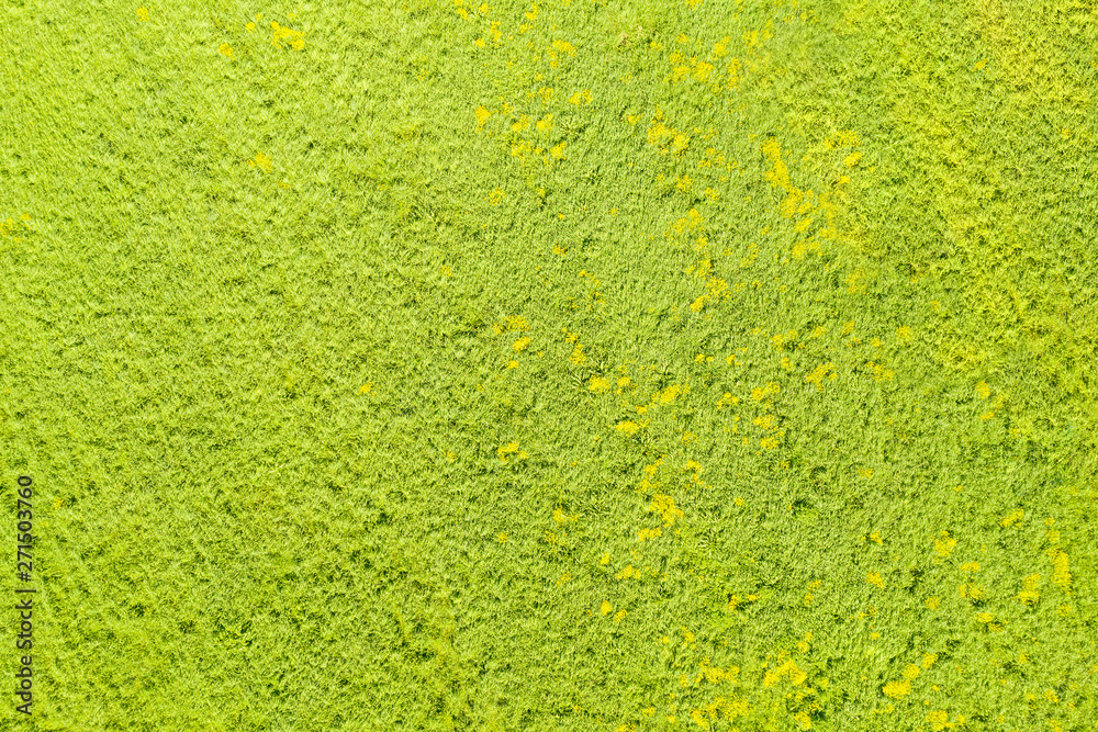 Green field with yellow flowers top aerial view