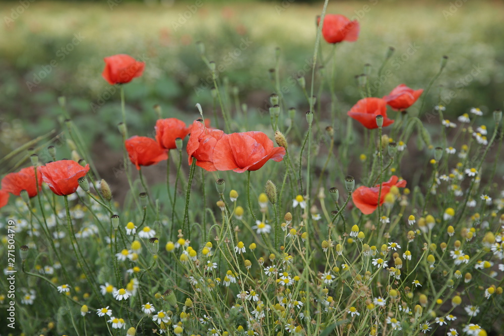 Fototapeta premium Poppy field of red poppies with daisies