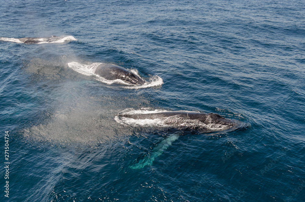 Obraz premium Whales