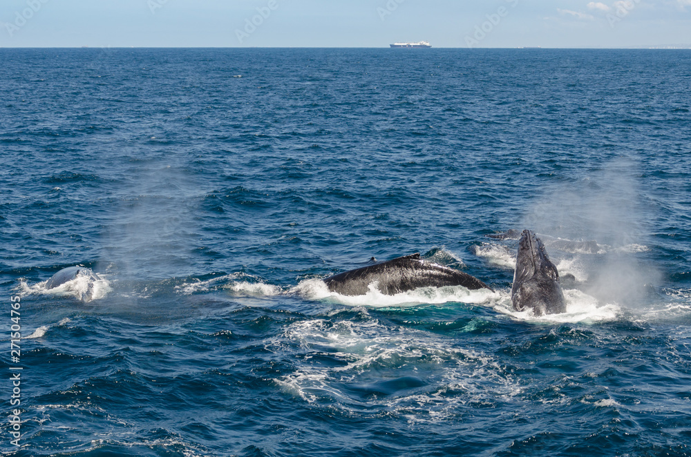 Fototapeta premium Whales