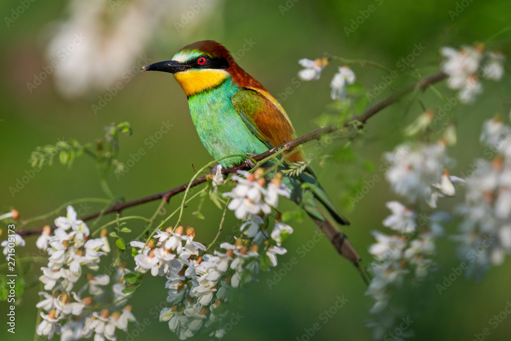 beautiful colored bird sits among the flowers of acacia