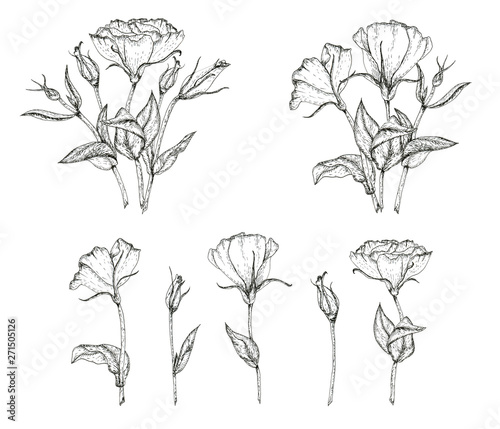 Set of hand-drawn prairie gentian  lisianthus  flowers and bouquets. Ink-drawn. Black and white design element. Isolated on white. Design template