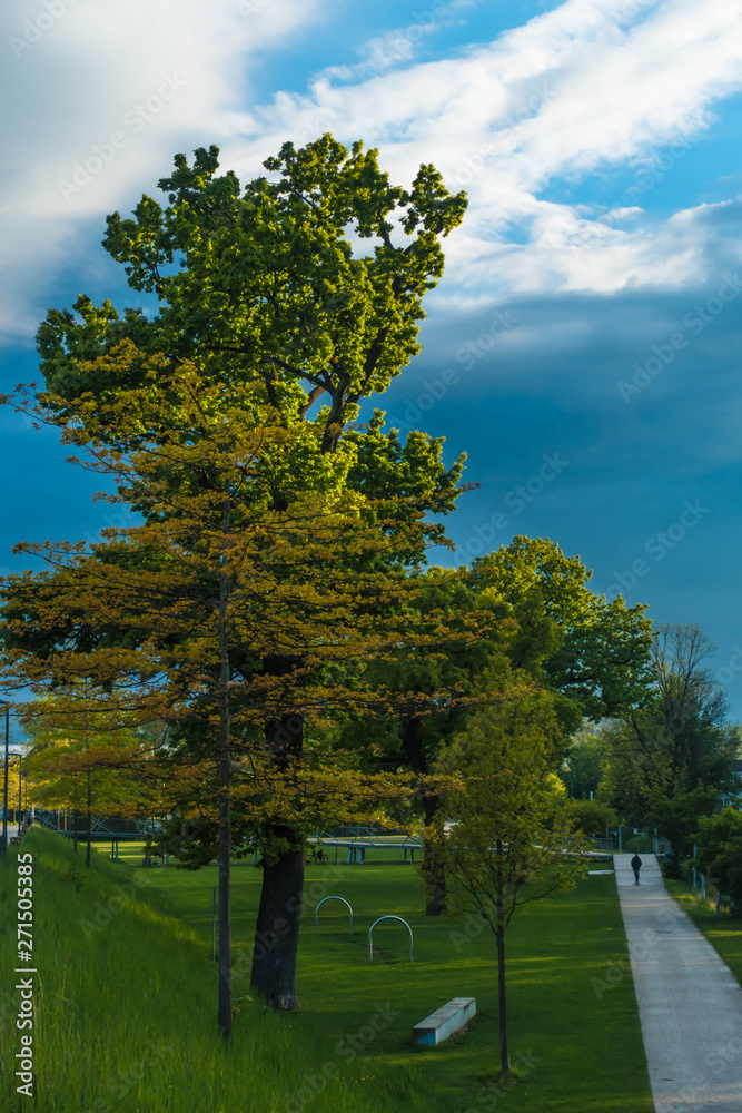 Naklejka premium Baum im Mangfallpark Rosenheim