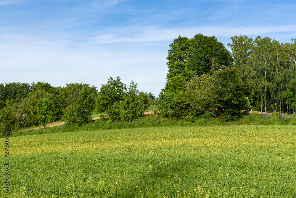Fototapeta premium Field and trees on a sunny spring day