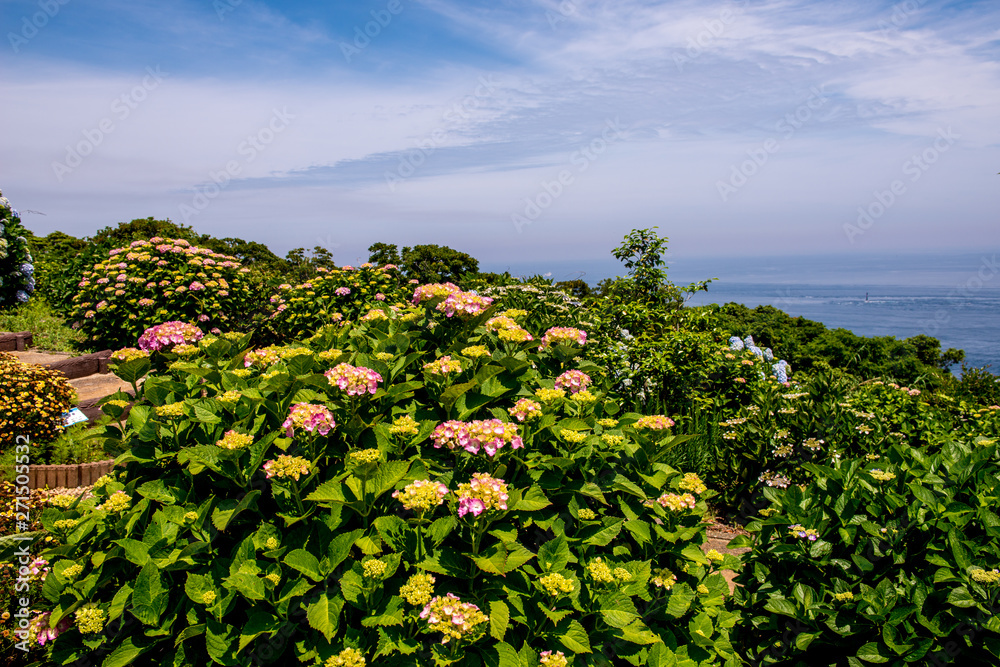 豊予海峡の紫陽花 豊予海峡の紫陽花