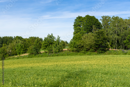 Field and trees on a sunny spring day