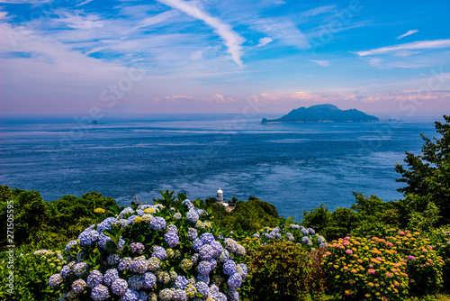豊予海峡の紫陽花