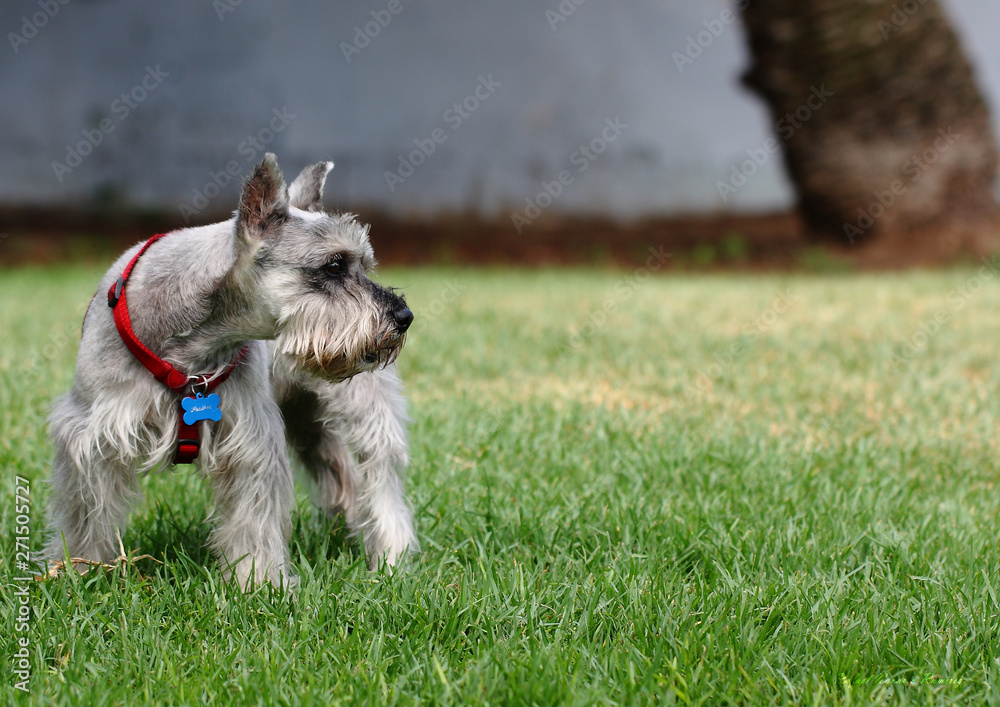 vigilant Schnauzer in the glass vigilant Schnauzer in the glass
