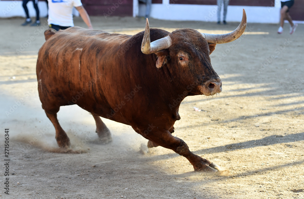 toro bravo español en plaza de toros toro bravo español en plaza de toros