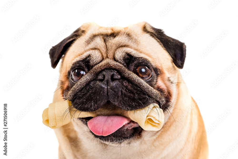 Dog pug with a bone in the mouth. Dog bone
