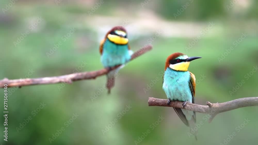 cute birds sit on a slow motion branch cute birds sit on a slow motion branch