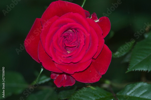 red rose