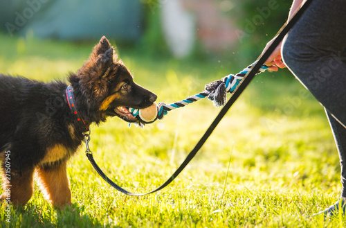 Fotografie, Obraz Young cute puppy of german shepherd dog during a puppy school training with the