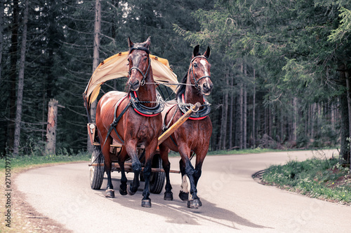 Horses for transporting people with a pram by the Morskie Oko lake in the Tatras, Poland.