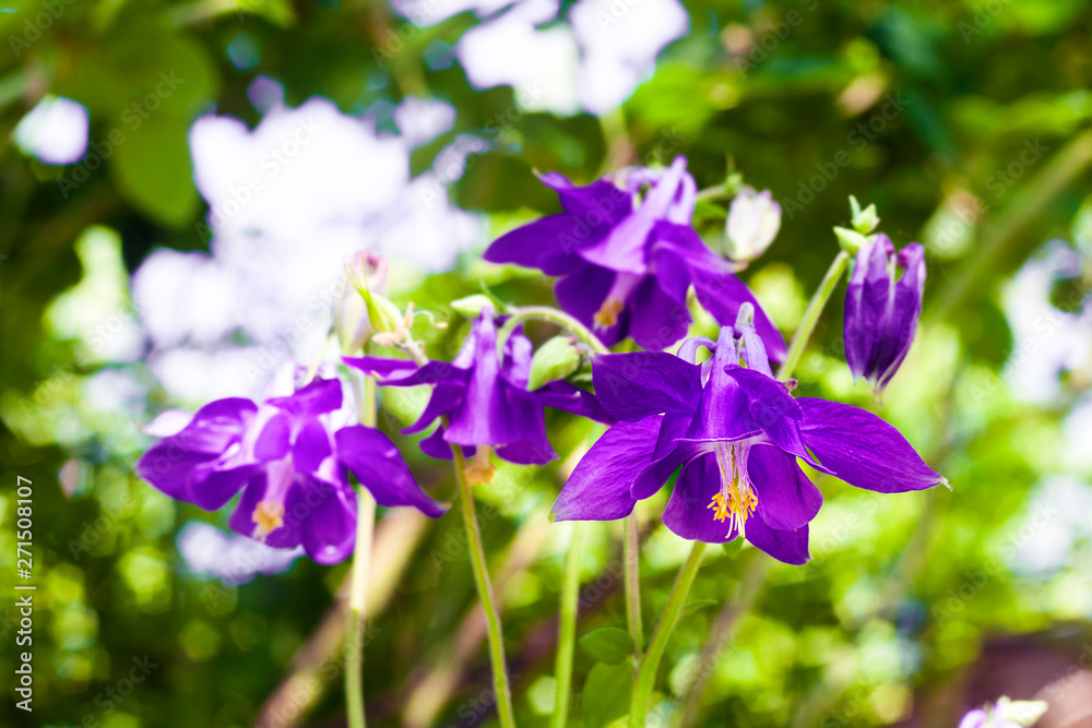 Purple Aquilegia flowers closeup in sunny summer day