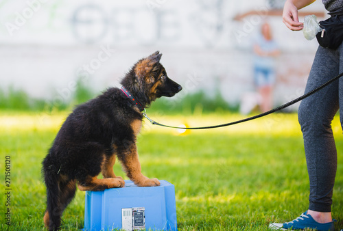 Photography German shepherd puppy during a training session in a puppy school