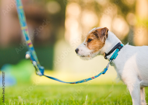 Photography Young parson russel terrier puppy during a puppy training with the owner