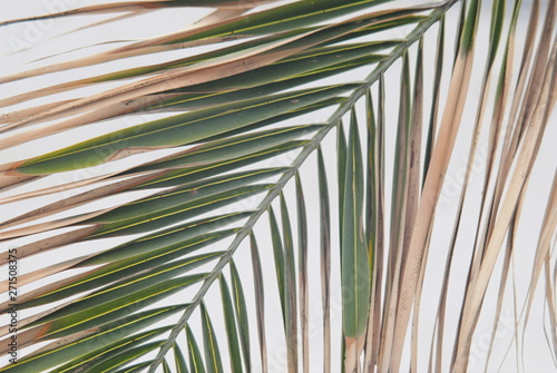 Textura de uma folha de palmeira velha com fundo branco