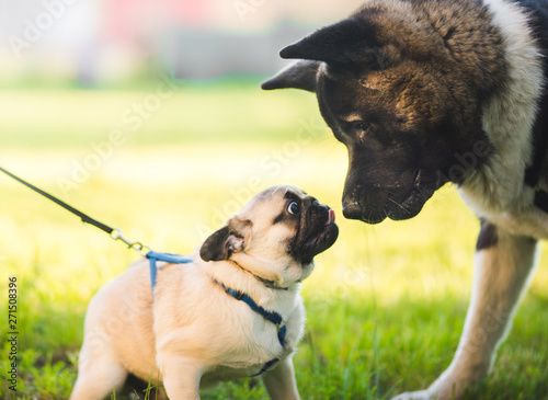 Photography Small pug greeting and meeting big akita dog, small and big dog