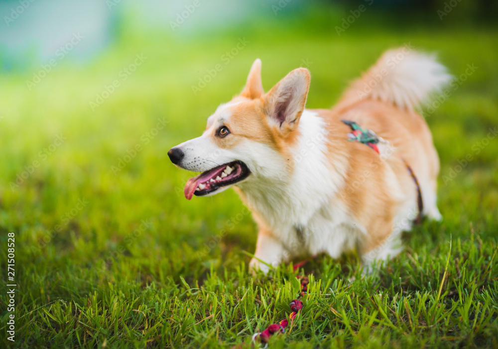 Welsh corgi pembroke dog during a dog training class Stock Photo