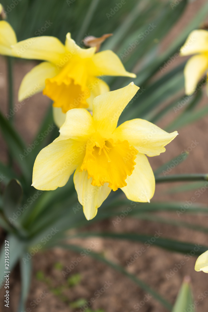 Yellow daffodil flower highlighted closeup Yellow daffodil flower highlighted closeup