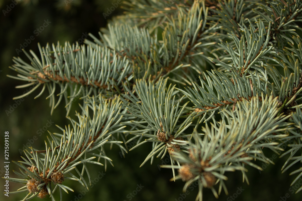 Spruce needles on a branch close up lit by the sun