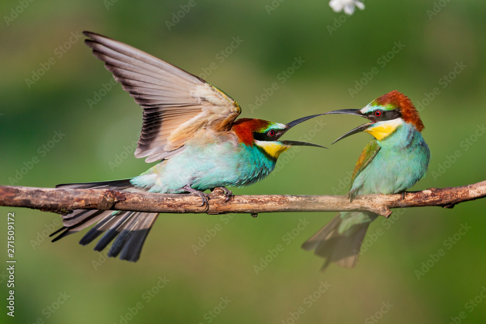 Fototapeta premium spring games of colored birds