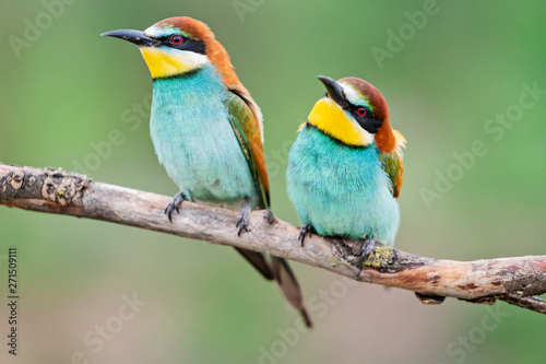 pair of bright cute birds sitting near