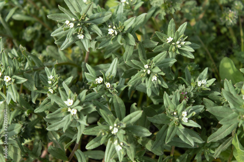 Closeup of small white flowers on green bushes.