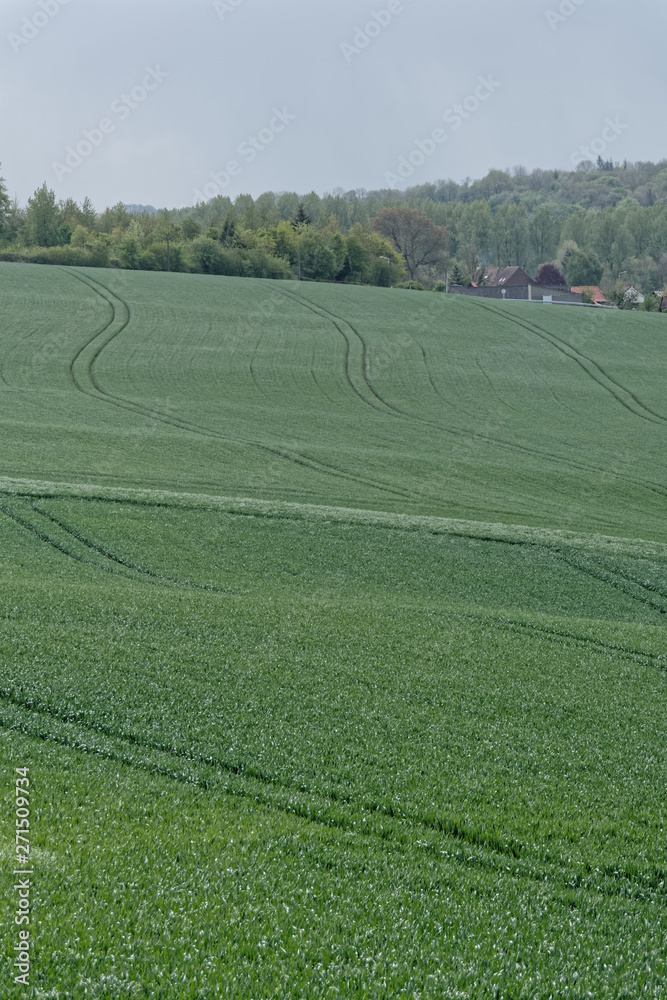 Le blé encore vert pousse dans les champs du Pas-de-Calais - France