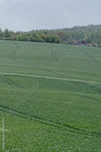 Le bl   encore vert pousse dans les champs du Pas-de-Calais - France