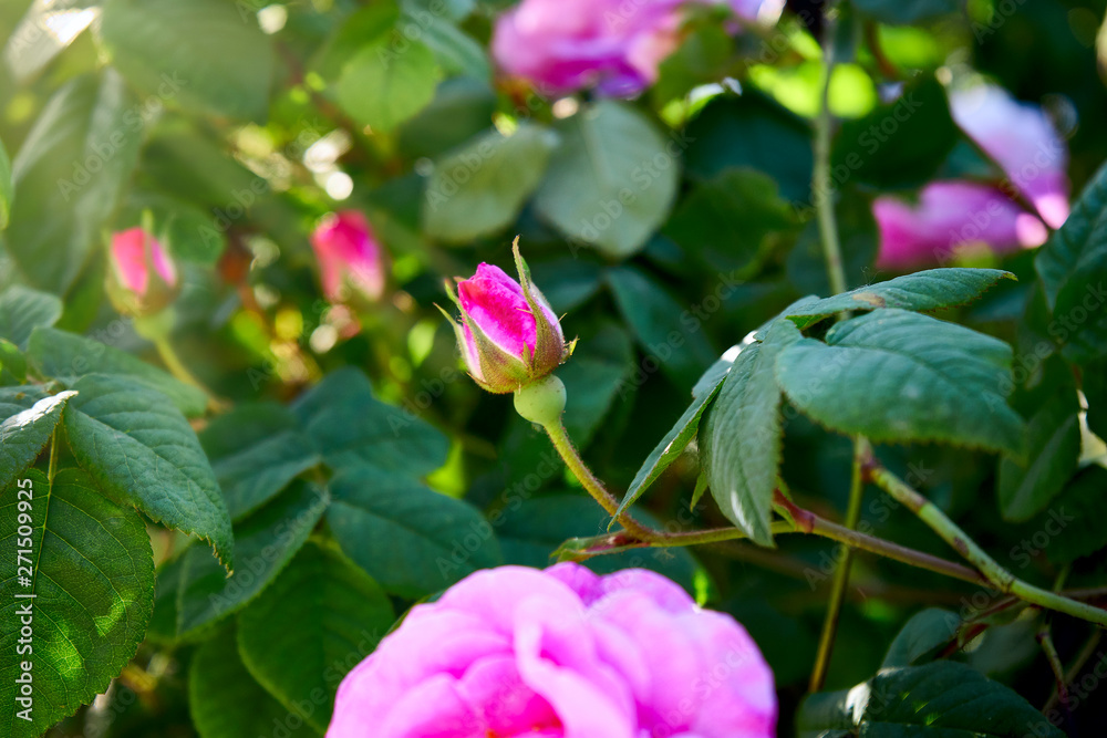 beautiful rose bud in the sun beautiful rose bud in the sun
