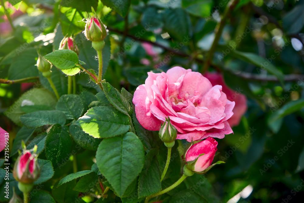 beautiful rose bud in the sun