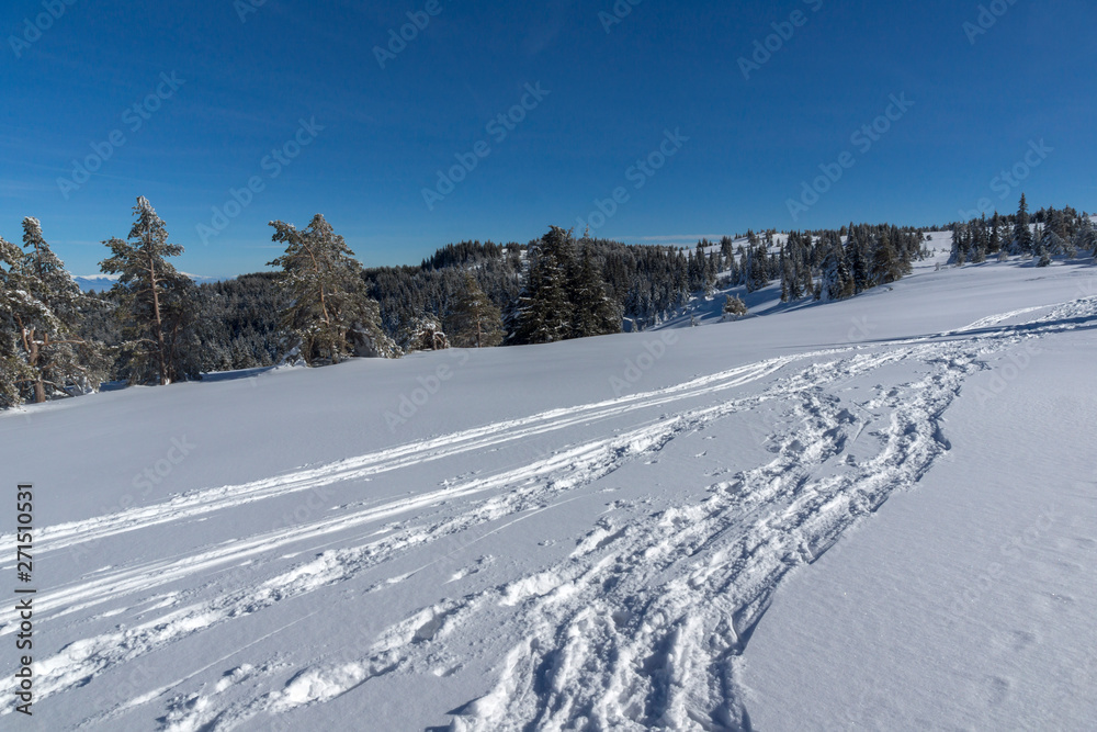 Winter landscape of Vitosha Mountain, Sofia City Region, Bulgaria