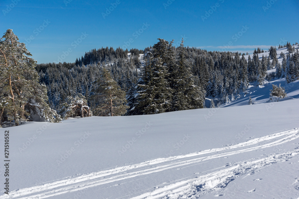 Winter landscape of Vitosha Mountain, Sofia City Region, Bulgaria Winter landscape of Vitosha Mountain, Sofia City Region, Bulgaria