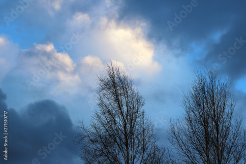 silhouettes of trees and epic blue stormy cumulus clouds on background