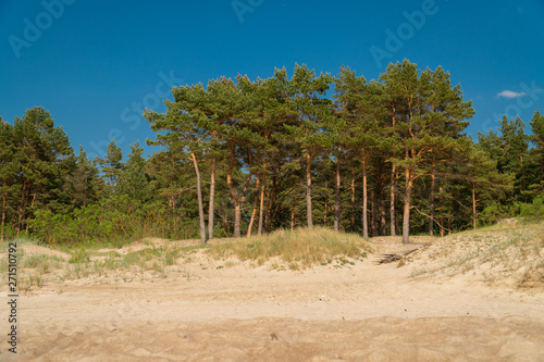 Pine trees in sand dunes on a sunny summer day in Lithuania