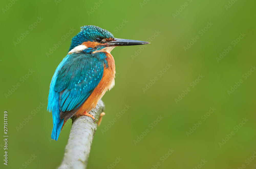 Kingfisher (Alcedo atthis) close up