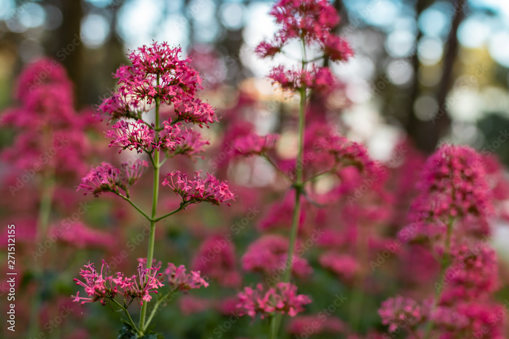 blossom blossom