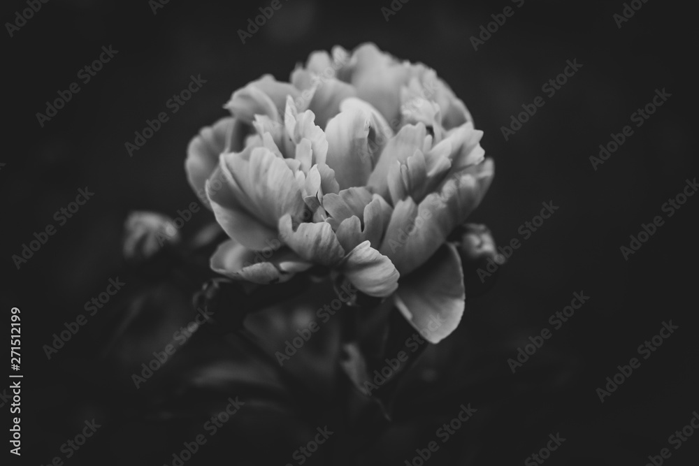 blossom blossom