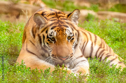 Portrait of an amur tiger in a zoo