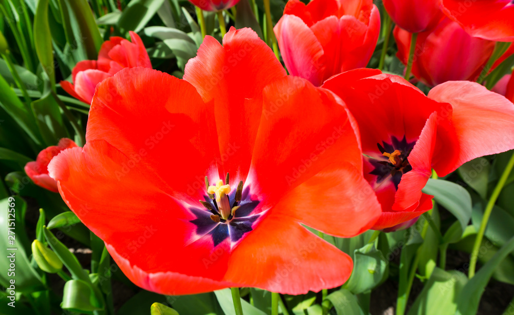 flowers tulips in dutch park wallpaper background flowers tulips in dutch park wallpaper background