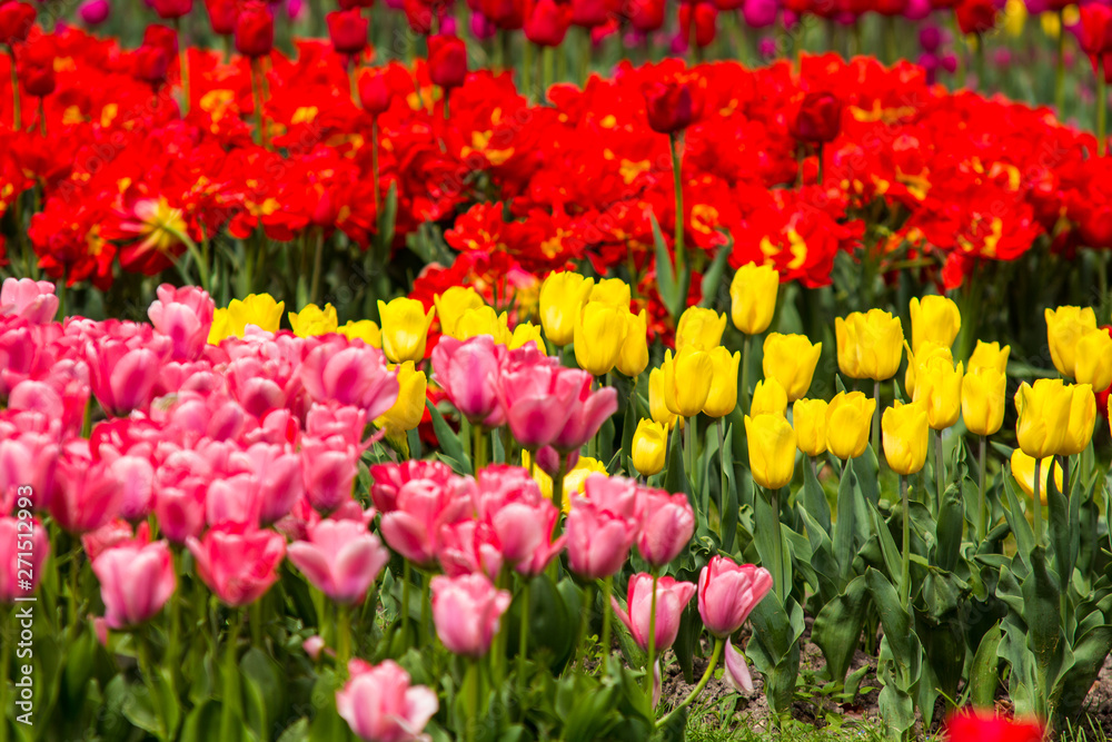 Image of colorful tulip flowers in a garden