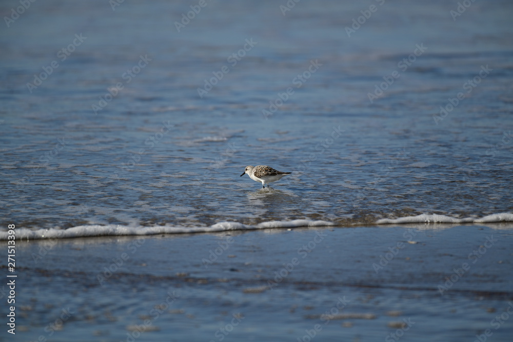 cute little bird in the water on the coastal shoreline of the us on a beautiful sunny day cute little bird in the water on the coastal shoreline of the us on a beautiful sunny day