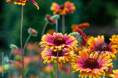 Sunflowers, colorful flowers in the garden