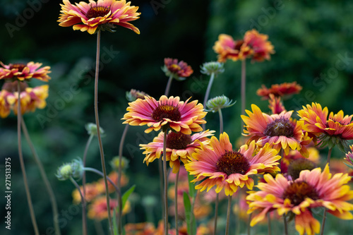 Sunflowers, colorful flowers in the garden © Spyrydon