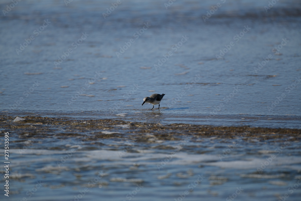 cute little bird in the water on the coastal shoreline of the us on a beautiful sunny day cute little bird in the water on the coastal shoreline of the us on a beautiful sunny day