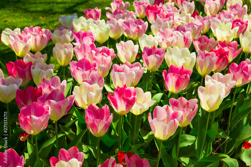 Background image of white and pink spring tulips Background image of white and pink spring tulips
